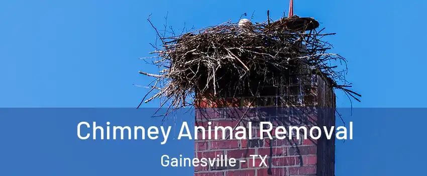  Chimney Animal Removal Gainesville - TX